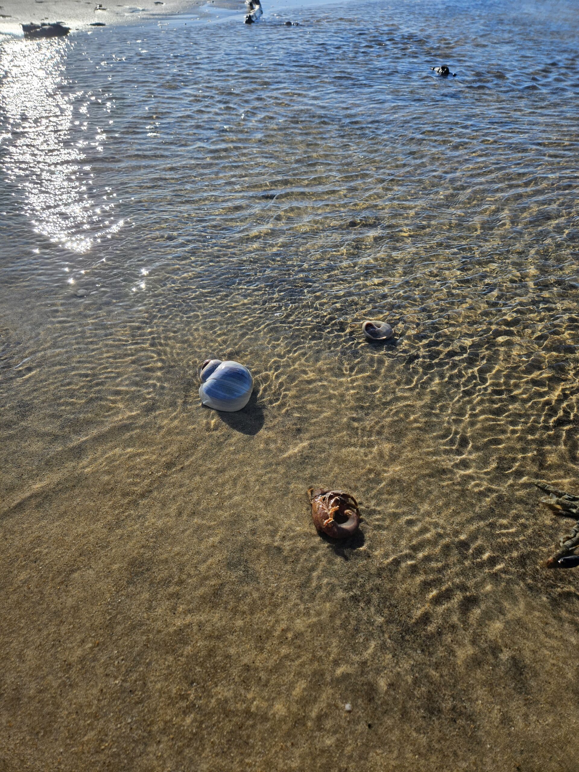Great Pond Foundation » Storm Thrashes South Shore
