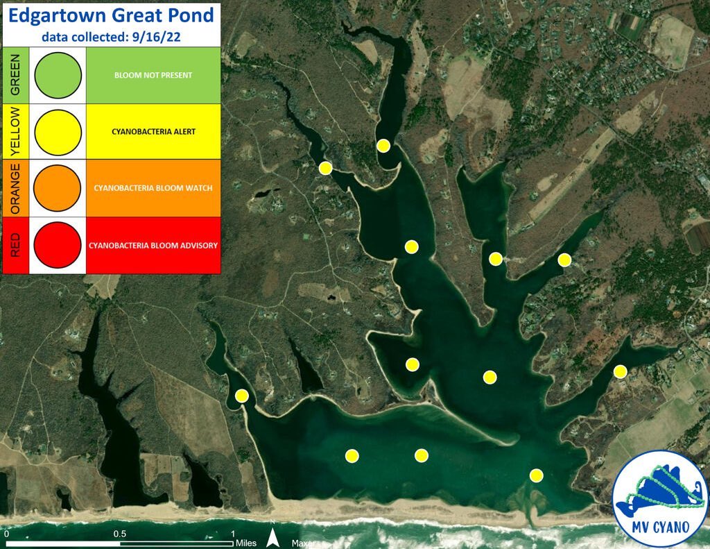 Good news for Edgartown Great Pond, per Edgartown Board of Health, there is now a yellow BLOOM ALERT pond-wide. Let’s hope the cooler temps of fall keep this positive trend going. Also, the pond elevation is rising, so fingers crossed 🤞 that a cut will be possible in the near future. #greatpondfoundation #grateful #goodnews #mvcyano #cyanobacteria #water #brackish #edgartown #marthasvineyard #mv #mvy #alert #edgartowngreatpond
