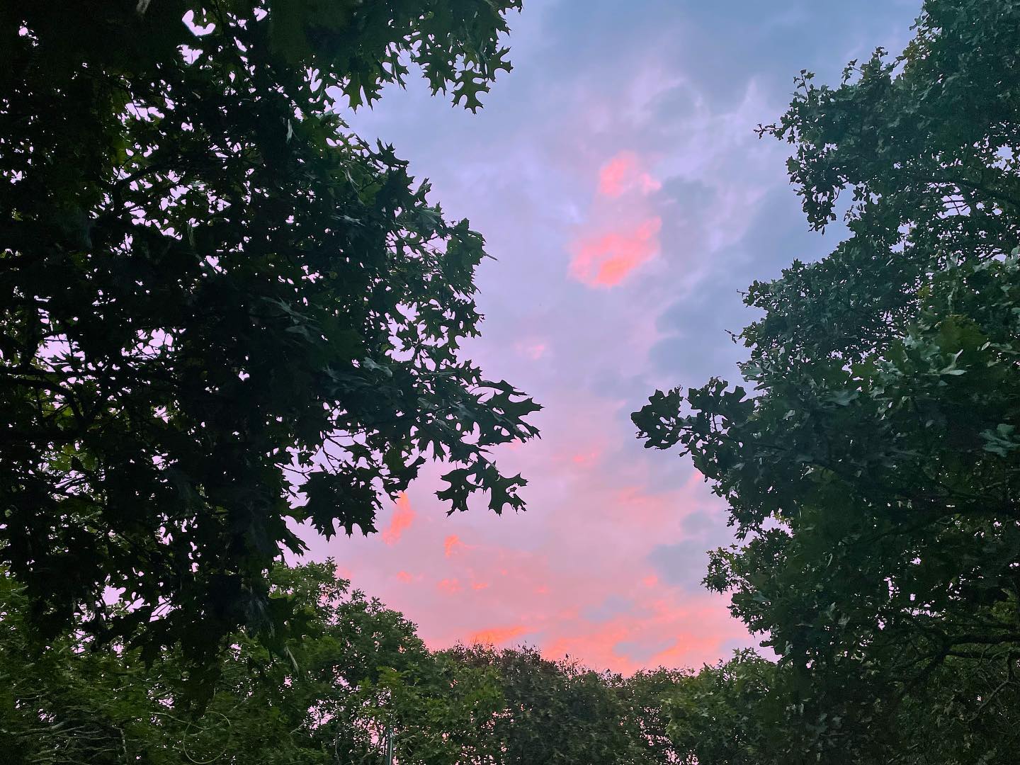 So quiet, so beautiful. Catching the sunrise has its own rewards. Hoping your week is starting on a sweet note. Good morning ☀️!
#greatpondfoundation #grateful #sky #clouds #sunrise #monday #september #pinkclouds #leaves #lookup #outside #marthasvineyard #mv #mvy #edgartown #goodmorning #goodvibes #quiet #light #morning #morningmotivation #morninglight #pinksky