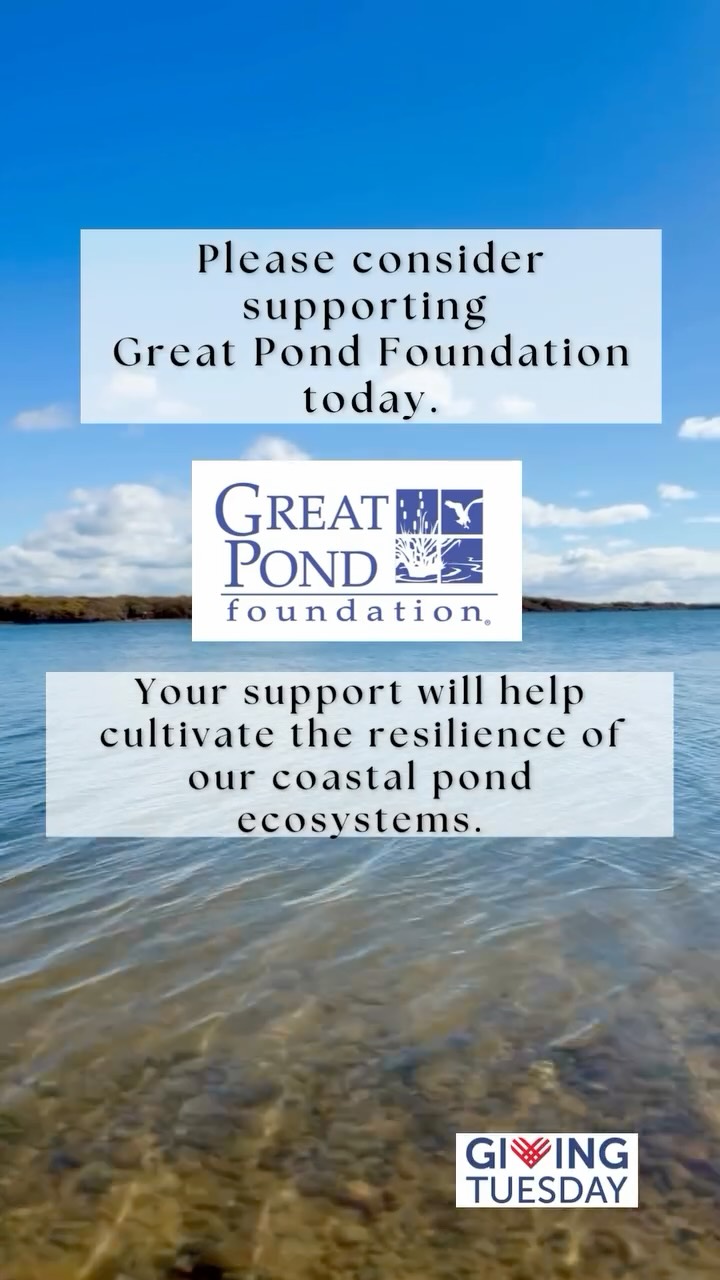 Great Pond Foundation works year-round to strengthen the resilience of our coastal pond ecosystems through science, collaboration, and education.

From in the boat 🛶 water quality monitoring, to collaboration 👏events, to educational📚 outreach, our mission grows stronger 💪 because of YOU.

As we celebrate #givingtuesday, we invite you to support the work that keeps our coastal ecosystems healthy and thriving. Every contribution helps sustain this mission.

💙 Support GPF today 🔗Link in Bio

#givingtuesday #donatetoday #donate #greatpondfoundation #mission #science #education #collaboration #ponds #coastalponds #marthasvineyard #together