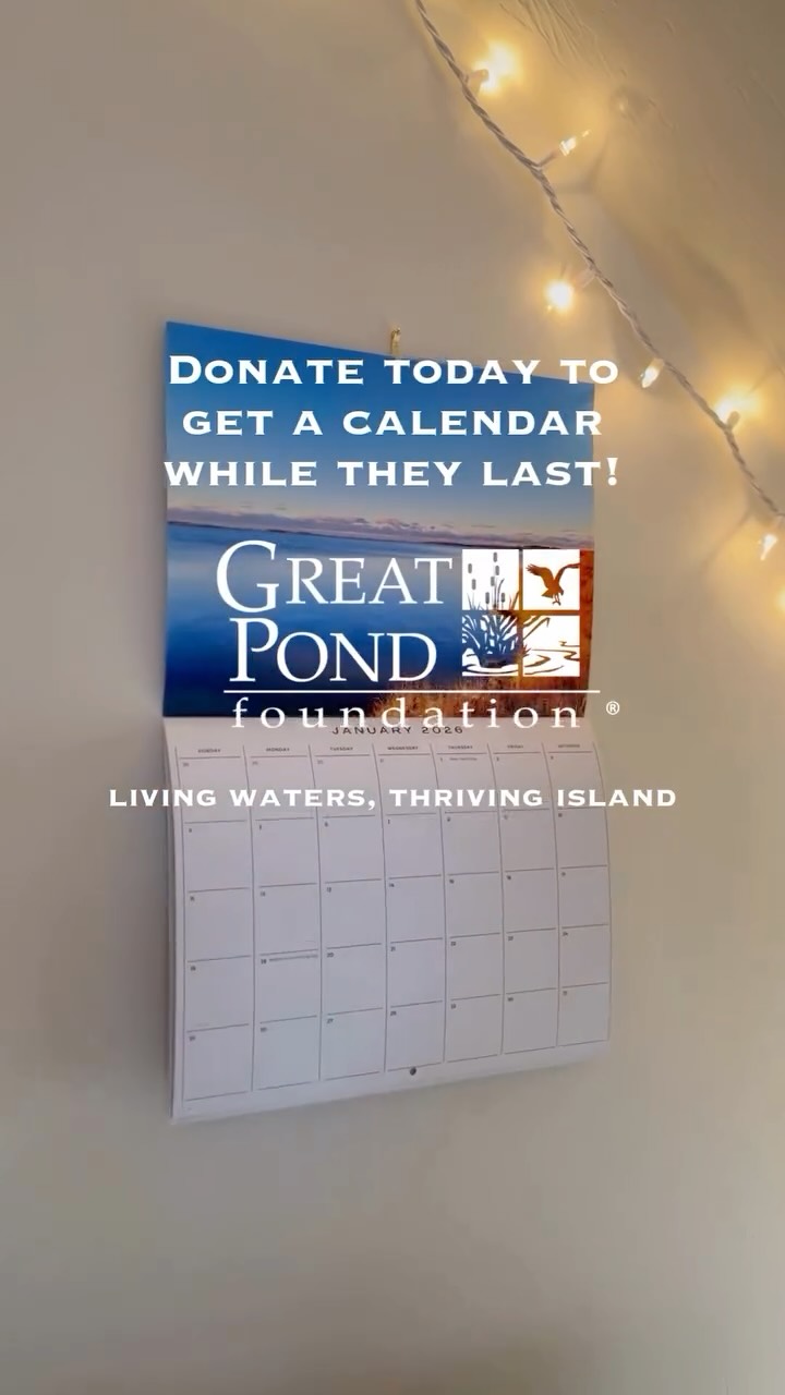 Your support keeps the ponds thriving, thank you! 💙

Your generosity fuels our mission to protect and strengthen 💪the resilience of Martha’s Vineyard coastal pond ecosystems. Every gift 🎁 brings us closer to a healthier future  for these treasured waters. 

⭐️As a heartfelt thank you, anyone who contributes $100 or more in 2025 will receive a 2026 GPF calendar featuring stunning images of the Great Ponds, WHILE  SUPPLIES LAST! 

Link in bio ☝️

Thank you for being part of this vital work!