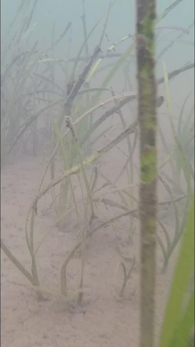 The GPF Winter Newsletter is out‼️ We have some great stories… check them out ⬇️

📰Explore our findings on the return of eelgrass in Edgartown Great Pond 
📰Check out our 2025 outreach & collaborations 
📰Learn about our GPF 2026 calendars

LINK To NEWSLETTER IN BIO 👆

#greatpondfoundation #newsletter #winter #eelgrass #edgartowngreatpond #story #outreach #community #engagement #education #2025 #calendars #beauty #pictures #donations #thankful