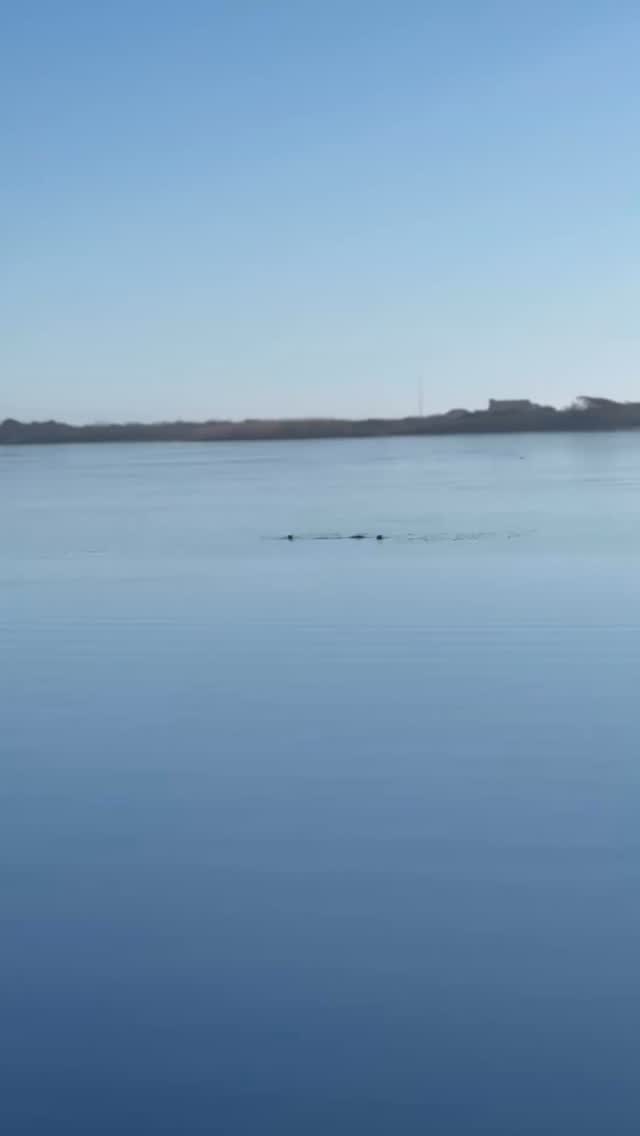 This morning during logger maintenance on #crackatuxet the science team spotted 1…2…3…4…5 otters‼️ 🦦

These guys often move pond to pond and can even travel over snow (sliding!) to find accessible food! 

🔊 up for otter noises! 

#greatpondfoundation #crackatuxet #marthasvineyard #otters #winter #holidays #playing #pond #cute #wildlife #nature #water #logger #maintanance #ice #capeandislands #island