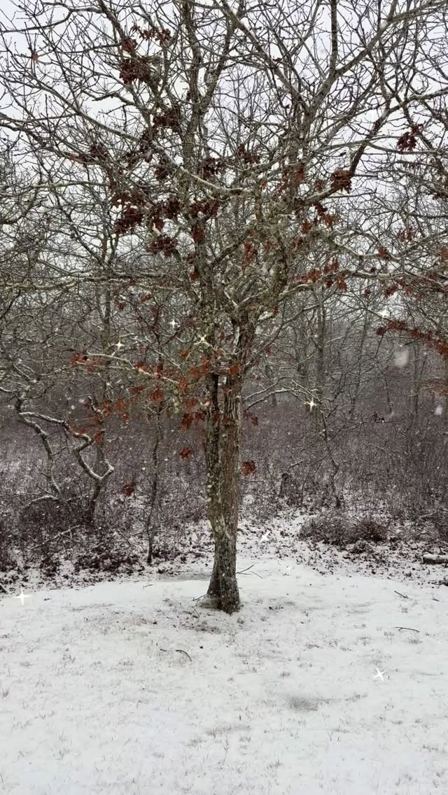 We hope you are doing things that bring you JOY ❄️✨Happy New Year! #greatpondfoundation #marthasvineyard #grateful #snow #newyear