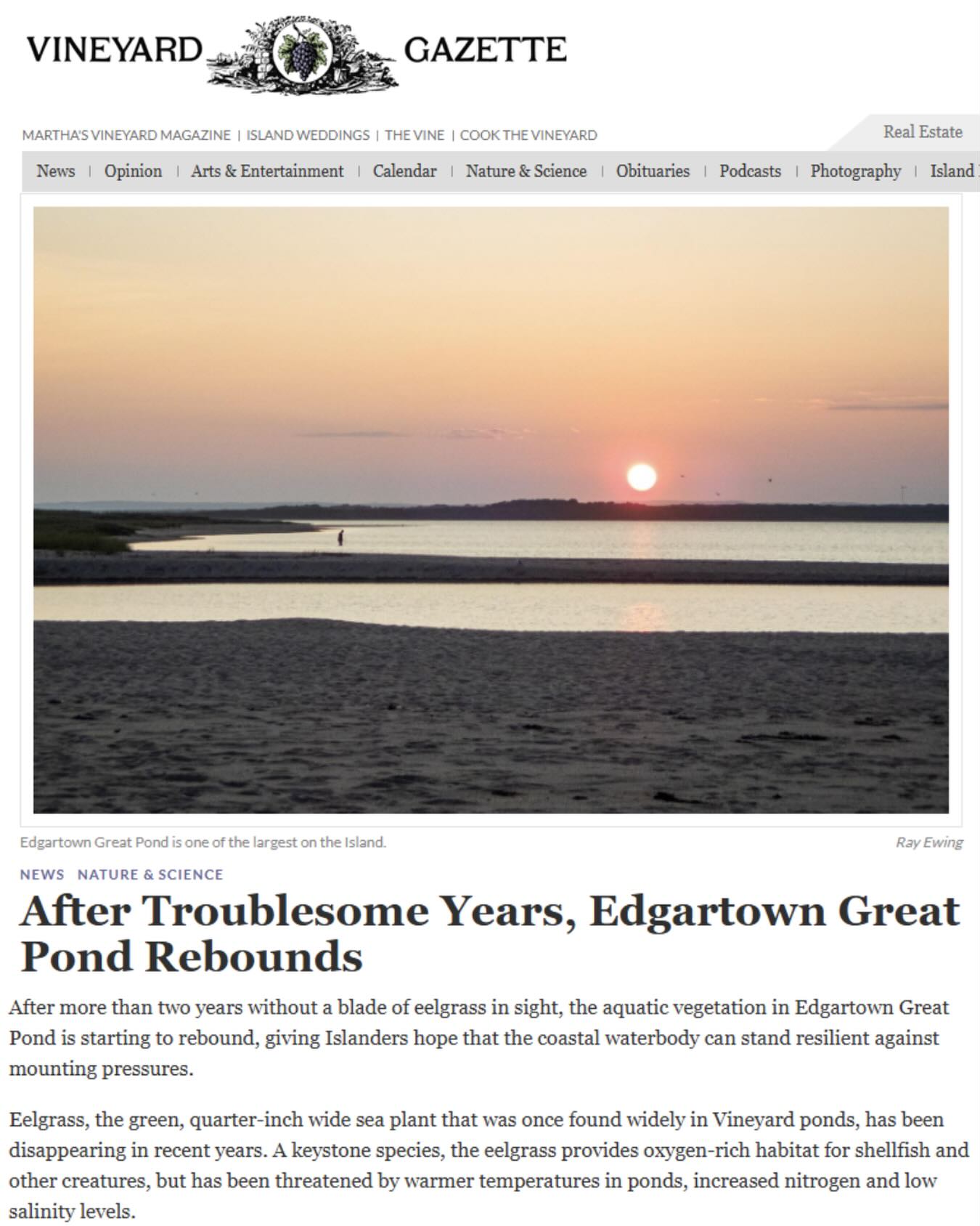 A comeback we love to see 🌱🌊

After the die off in 2022, eelgrass is finally returning to Edgartown Great Pond, bringing hope for the future of this fragile ecosystem.

This @vineyardgazette article, written by Ethan Genter, dives into the challenges the Pond has faced, particularly nitrogen loading, and what can be done to combat this, and cultivate this resilience. 

You’ll want to read this one 👀
Full article, LINK IN BIO 🔗