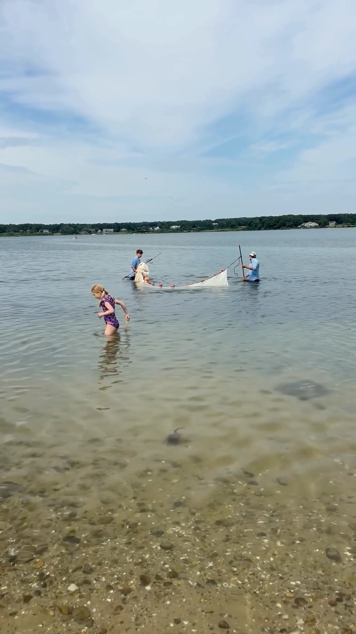 A few favorite moments from last weekend’s seine net event! 🐟🌊

⭐️Thank you again to everyone who came out, explored the shoreline with us, and helped make it such a fun afternoon. We always love getting to share the incredible marine life found right here in our ponds. 

⭐️Again thanks to our partners @friendsofsengekontacket and @islandspiritkayak and @masscultural for making this possible and for providing nets! 

🚨If you missed this one, we’ll be back out on **August 8 from 12–2 PM** for another seine net program, this time in collaboration with the @lagoonpond at **Doug’s Cove, Lagoon Pond (Oak Bluffs)**. We hope to see some familiar faces and meet some new ones!