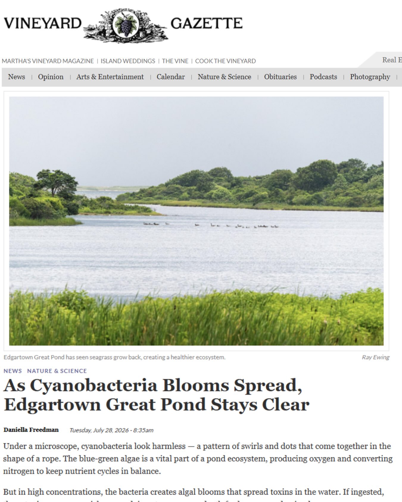 A hopeful sign beneath the surface 🌊🌱

While cyanobacteria blooms are present across many of the Island’s ponds this summer, Edgartown Great Pond is telling a different story.

Why? This @vineyardgazette article, written by Daniella Freedman, explores why Edgartown Great Pond is standing out, what scientists are learning, and what it means for the future of our coastal ponds.

You’ll want to read this one 👀
Check out our “Ponds in the news” page to find this article and others! 🔗 IN BIO