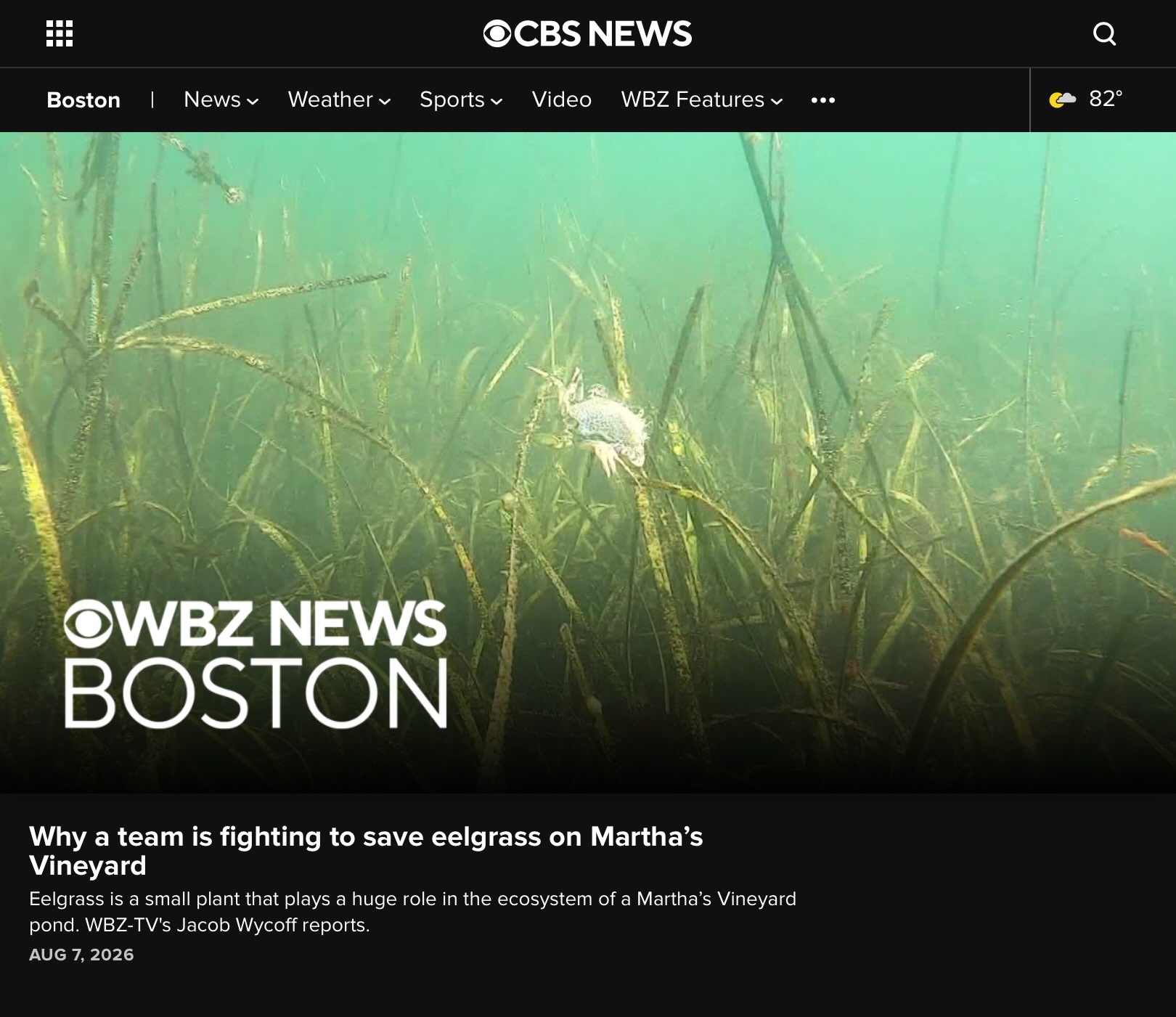 🌿🌊 What happens when a tiny underwater plant starts disappearing?

Eelgrass may look small, but it plays a HUGE role in the health of Edgartown Great Pond and the surrounding ecosystem. 💚
Take a look at this great WBZ Boston story by Jacob Wycoff @4cast4you on our team working to monitor Edgartown Great Pond eelgrass — and why it matters to all of us who love these waters. 🐚🦀🌱

👀 Watch the video and see what’s happening beneath the surface.LINK IN BIO