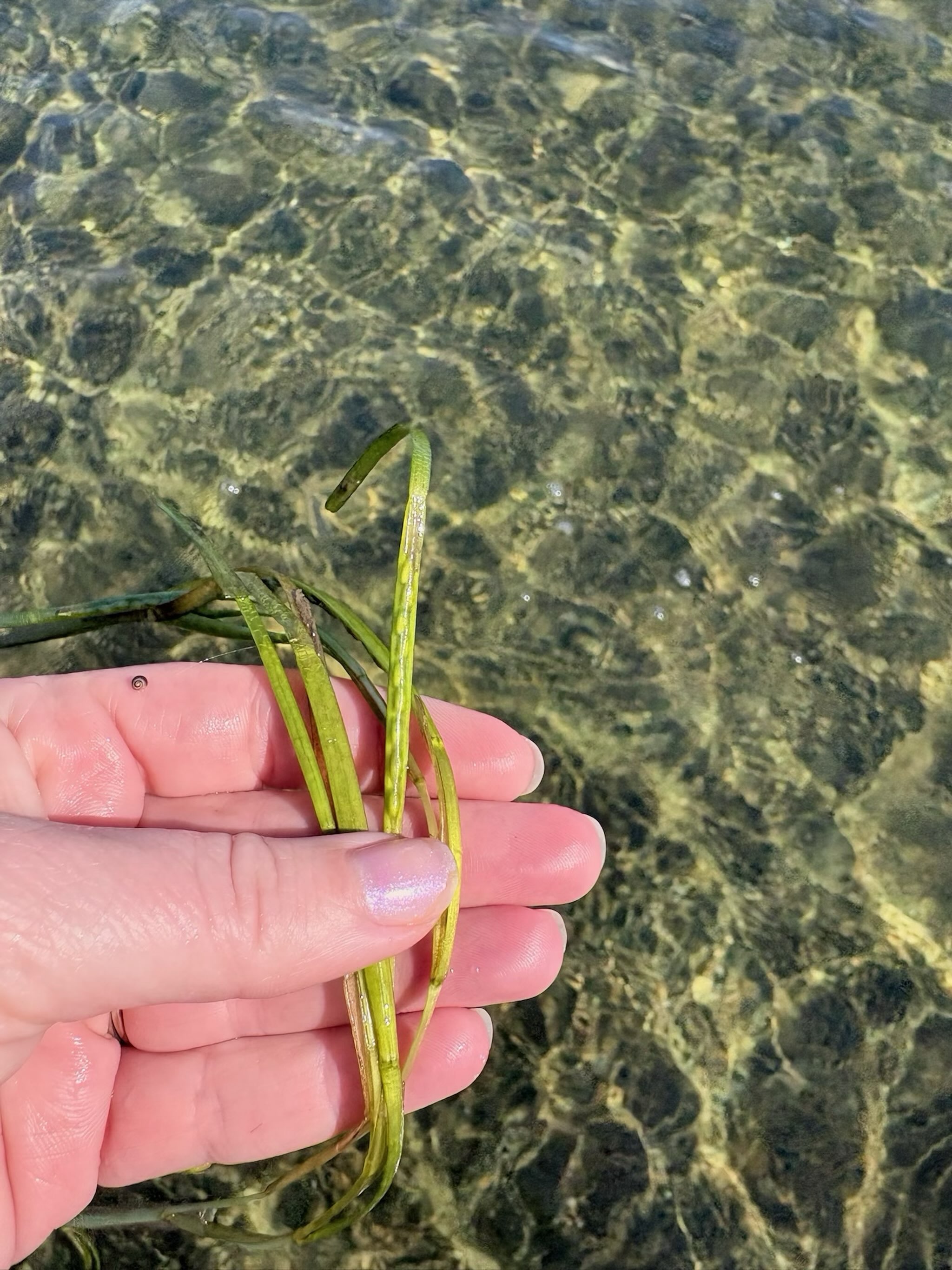 🌊☀️What were we up to on the ponds this summer? 👀Find out in our latest NEWSLETTER!

From hundreds of samples to field days and community outreach, take a look at what kept us busy this summer season…

Newsletter link in bio 👆