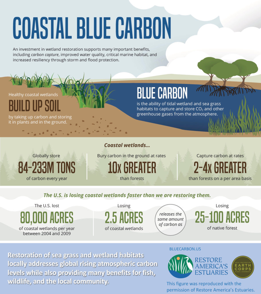 Championing coastal wetlands: Blue Carbon Lab is restoring lost