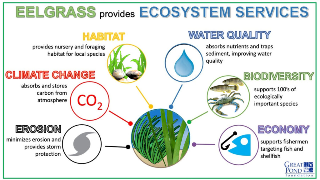 eelgrass supplier - Pond Boss Forum