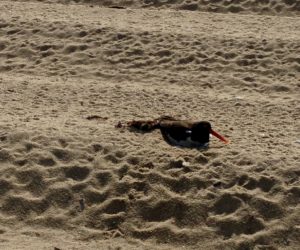 American Oystercatcher