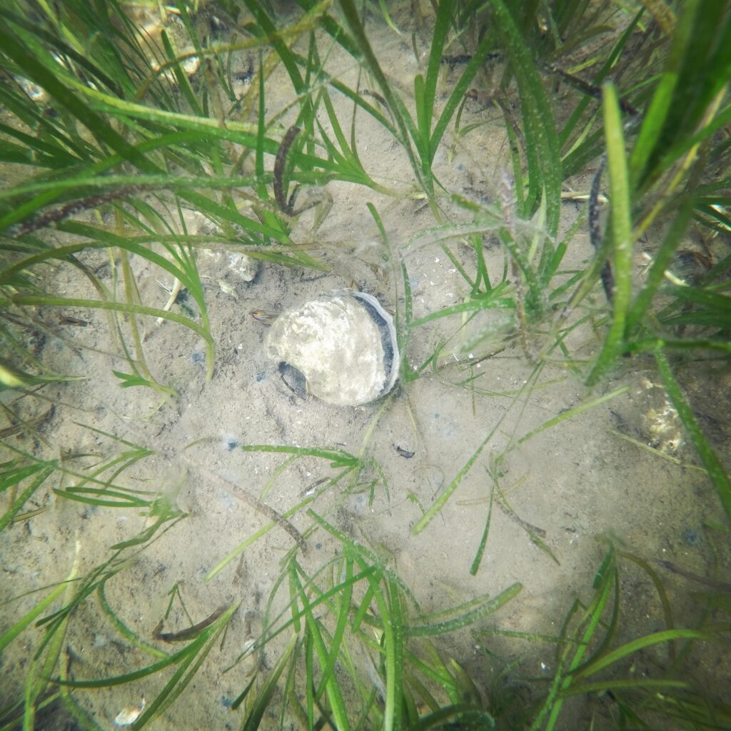 dredging a small pond