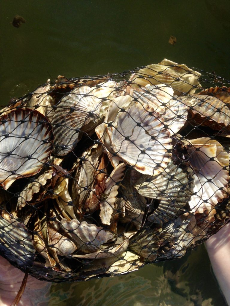 Great Pond Foundation » Oyster Restoration