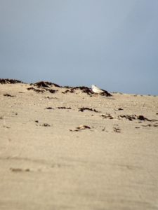 Piping Plover Adult