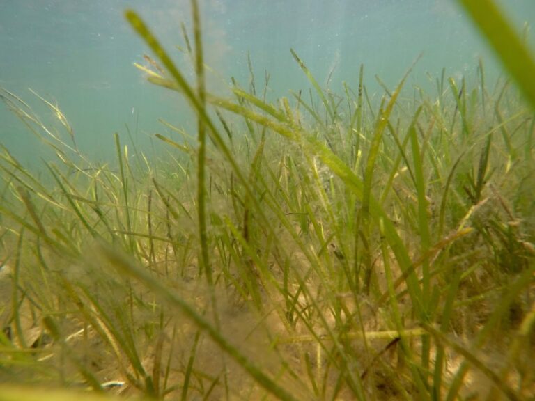 Great Pond Foundation » Eelgrass Ecosystems